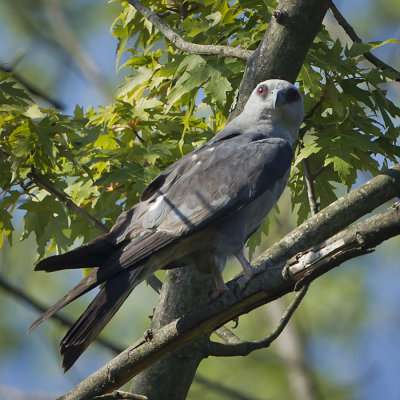 MISSISSIPPI KITE