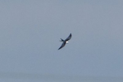 SWALLOW-TAILED KITE in KENTUCKY