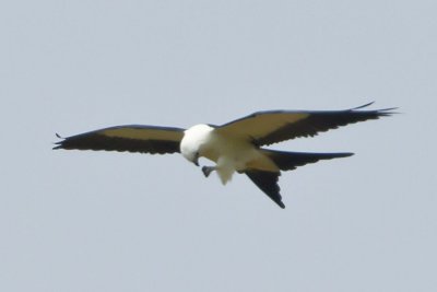 SWALLOW-TAILED KITE  --  EATING ON THE FLY