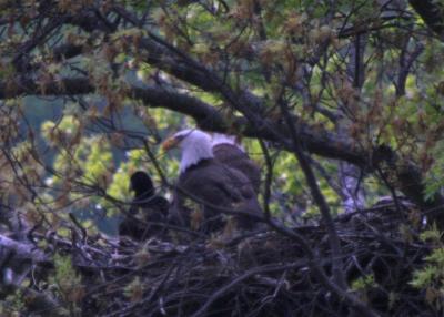 Adult and Eaglets at Almost 6 weeks old