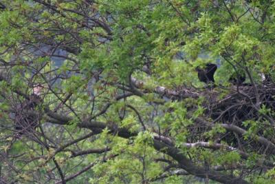 Adult Bald Eagle Watching Eaglets from Nearby Limb