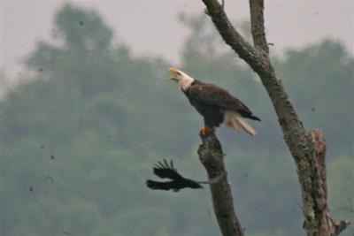 Bald Eagle Fighting off Crow