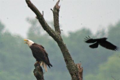 Bald Eagle and Crow