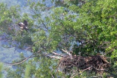 Eaglet  - Wandering from the nest - 12 1/2 weeks