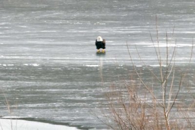AMERICAN BALD EAGLE ON THE ICE