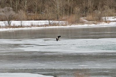 AMERICAN BALD EAGLE HUNTING FOR COOTS