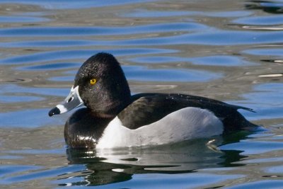 RING-NECKED DUCK