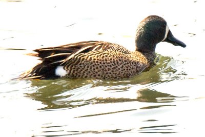 BLUE-WINGED TEAL  -  MALE