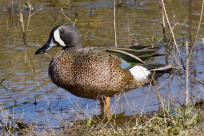 BLUE-WINGED TEAL  -  MALE
