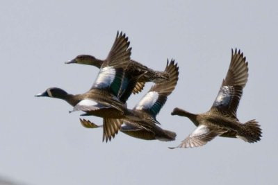 BLUE-WINGED TEAL
