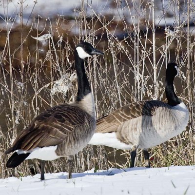 CANADA GEESE in the SNOW