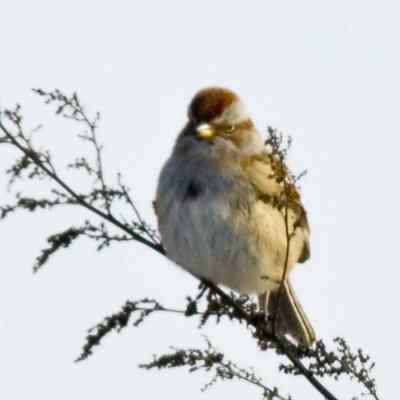 TREE SPARROW