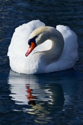 MUTE SWAN