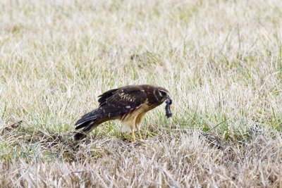 NORTHERN HARRIER