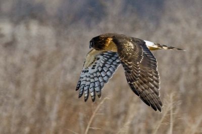 NORTHERN HARRIER