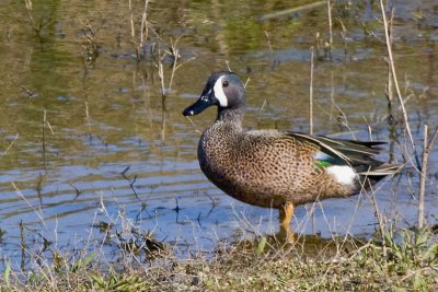BLUE-WINGED TEAL