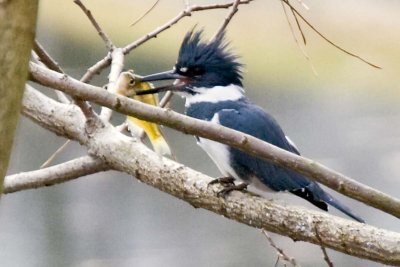 BELTED KINGFISHER - MALE