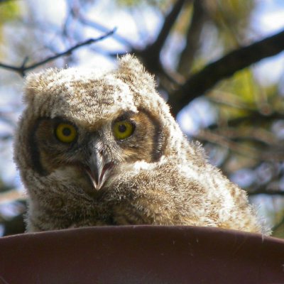 DIGISCOPED GREAT HORNED OWL