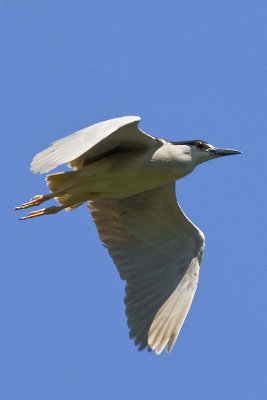 BLACK-CROWNED NIGHT HERON