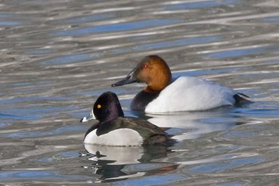RING-NECKED DUCK with CANVASBACK