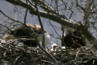EAGLET AND ADULTS
