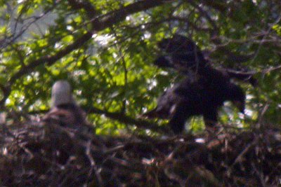 EAGLET AND ADULT