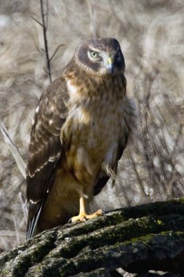 NORTHERN HARRIER - SUBADULT