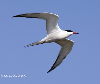 gulls_terns