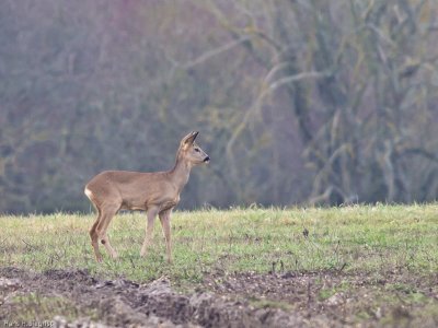Roe Buck