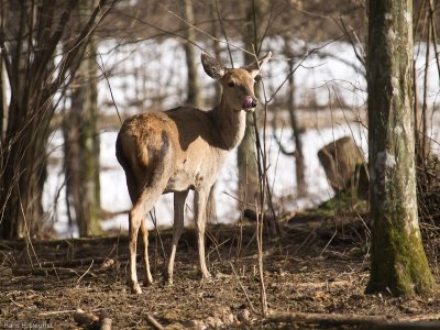 Red Deer