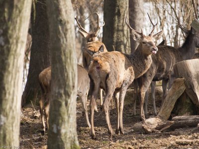 Red Deer