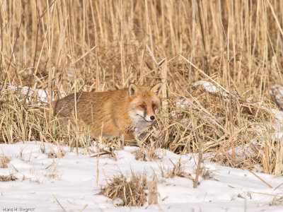 Red Fox