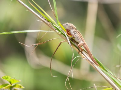 Cuban Knight Anole