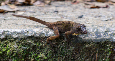 Cuban Knight Anole