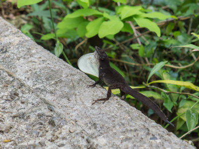 Cuban Brown Anole