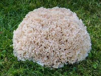Cauliflower mushroom (before)