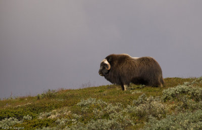 Female Musk Ox