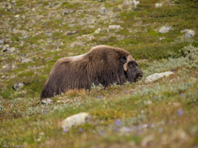 Male Musk Ox