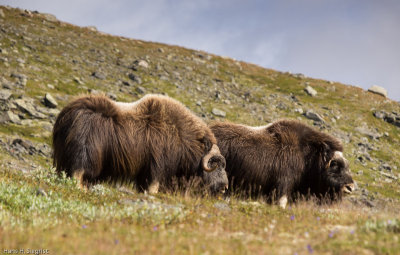Musk Oxen
