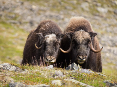 Musk Oxen