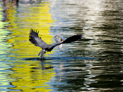 Grey Heron