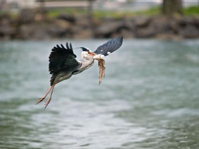 Grey Heron