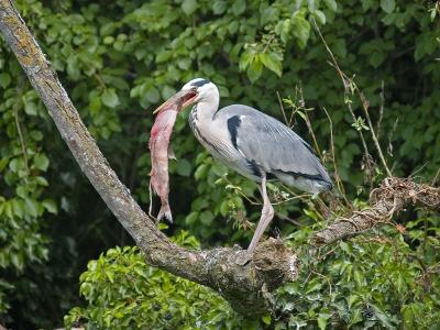 Grey Heron