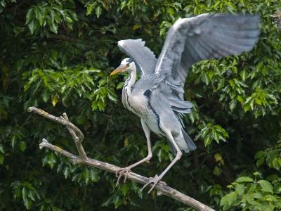 Grey Heron