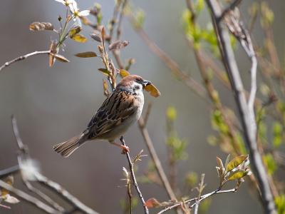 House x Tree Sparrow