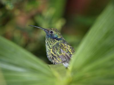 Green Voiletear Hummingbird