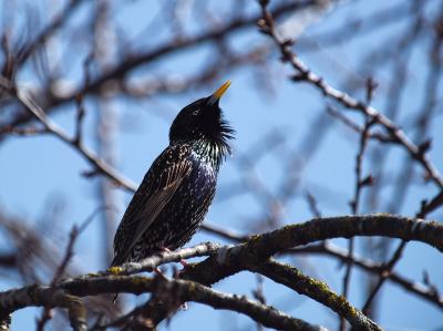 Starling