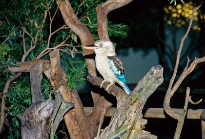 Blue-Winged Kookaburra