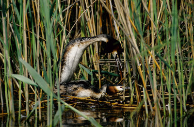 Crested Grebes Mating