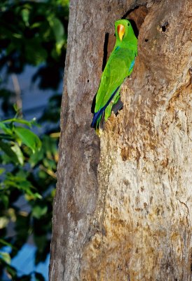 Eclectus Parrot